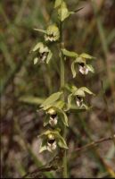 Epipactis helleborine