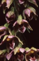 Epipactis helleborine