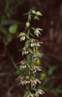 Epipactis helleborine