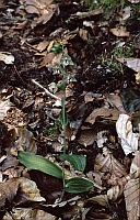 Epipactis helleborine subsp. minor