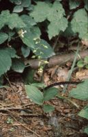 Epipactis helleborine subsp. minor