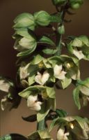 Epipactis helleborine subsp. minor