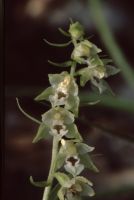 Epipactis helleborine subsp. minor