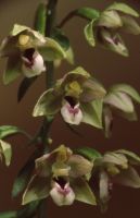 Epipactis helleborine subsp. minor