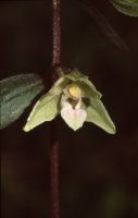 E. helleborine subsp. minor × E. purpurata