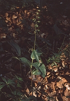 Epipactis helleborine subsp. moratoria