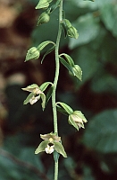 Epipactis helleborine subsp. moratoria