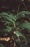 Epipactis helleborine subsp. moratoria