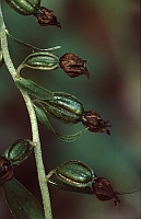 Epipactis helleborine subsp. moratoria