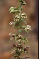 Epipactis helleborine subsp. orbicularis