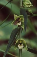 Epipactis helleborine × Epipactis muelleri