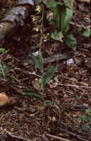 Epipactis helleborine x Epipactis purpurata