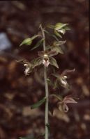 Epipactis helleborine x Epipactis purpurata