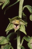 Epipactis leptochila