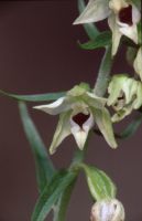 Epipactis leptochila