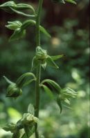 Epipactis leptochila