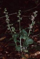 Epipactis leptochila subsp. neglecta