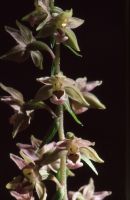 Epipactis leptochila subsp. neglecta