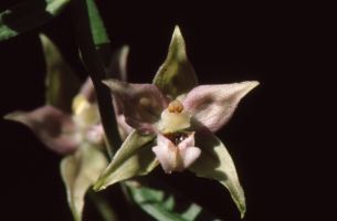 Epipactis leptochila subsp. neglecta