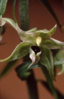 Epipactis leptochila subsp. neglecta