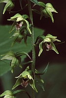 Epipactis leptochila subsp. neglecta