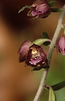 Epipactis leptochila subsp. neglecta