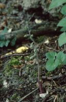 Epipactis microphylla