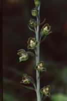 Epipactis microphylla