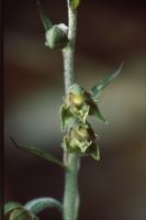 Epipactis microphylla