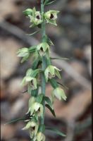 Epipactis muelleri