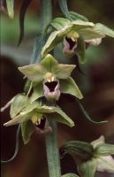 Epipactis muelleri