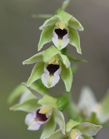 Epipactis muelleri