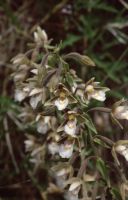 Epipactis palustris