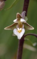 Epipactis palustris