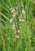 Epipactis palustris