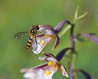 Epipactis palustris