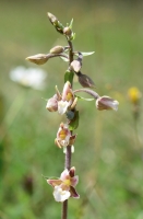 Epipactis palustris