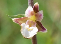 Epipactis palustris