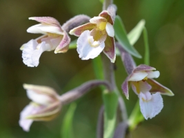 Epipactis palustris