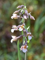 Epipactis palustris