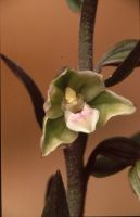 Epipactis purpurata