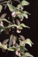 Epipactis purpurata