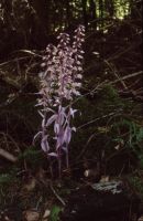 Epipactis purpurata lusus rosea