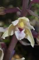 Epipactis purpurata lusus rosea