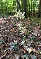 Epipactis purpurata