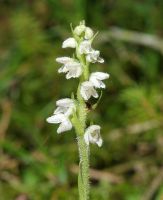 Goodyera repens