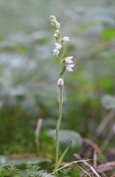 Goodyera repens