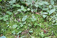 Goodyera repens