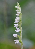 Goodyera repens