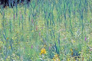 Gymnadenia conopsea und Epipactis palustris